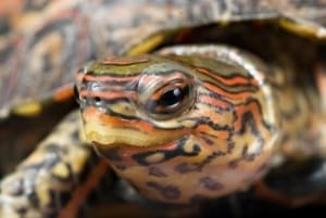 ornate wood turtle for sale