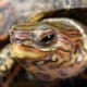 ornate wood turtle for sale