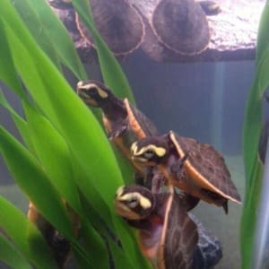 pink belly side necked turtle for sale