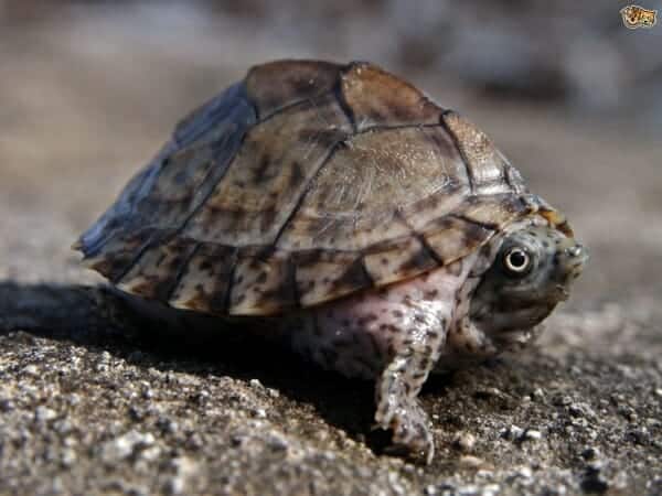 Musk Turtle For Sale