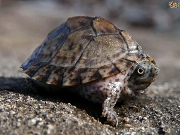 Razor Back Musk Turtle For Sale