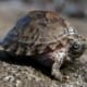 Musk Turtle For Sale