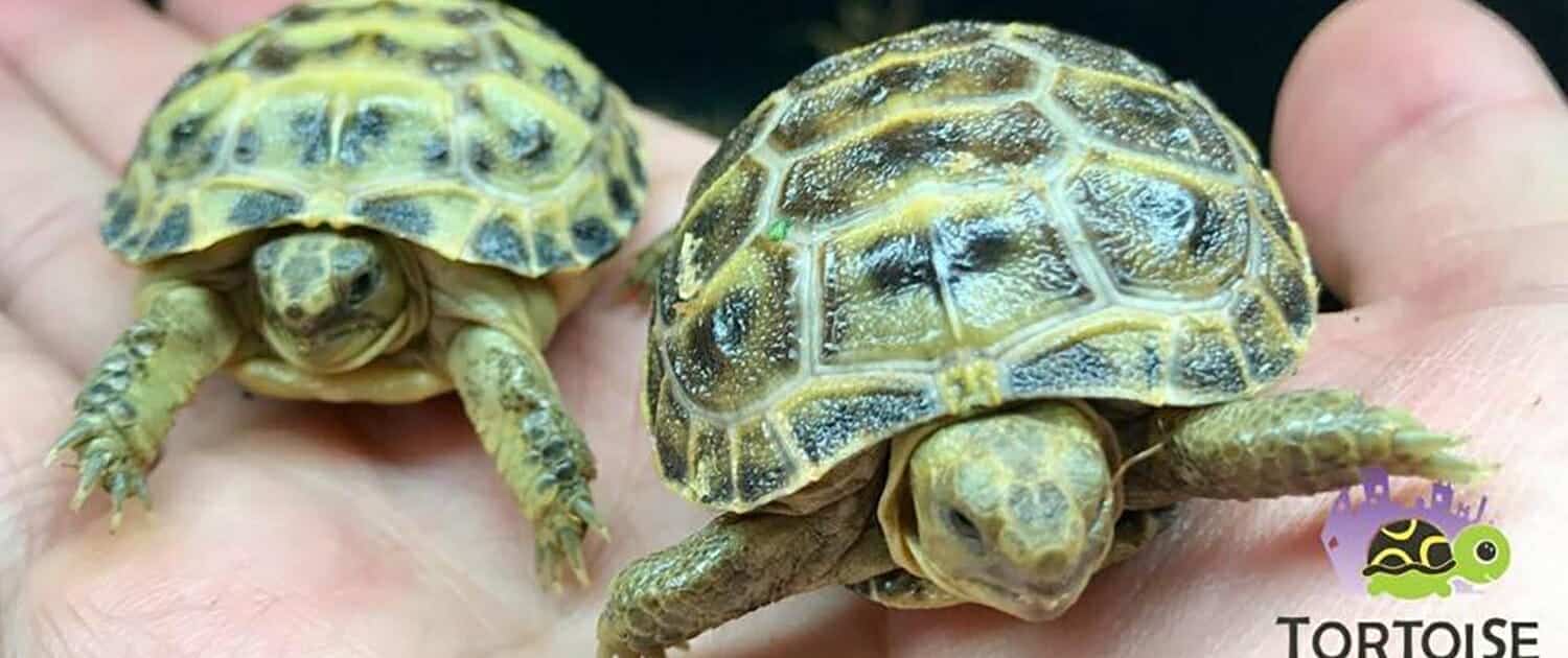 russian tortoise enclosure size