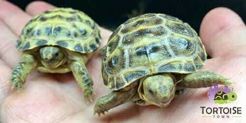 russian tortoise care