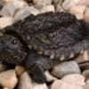 snapping turtle for sale