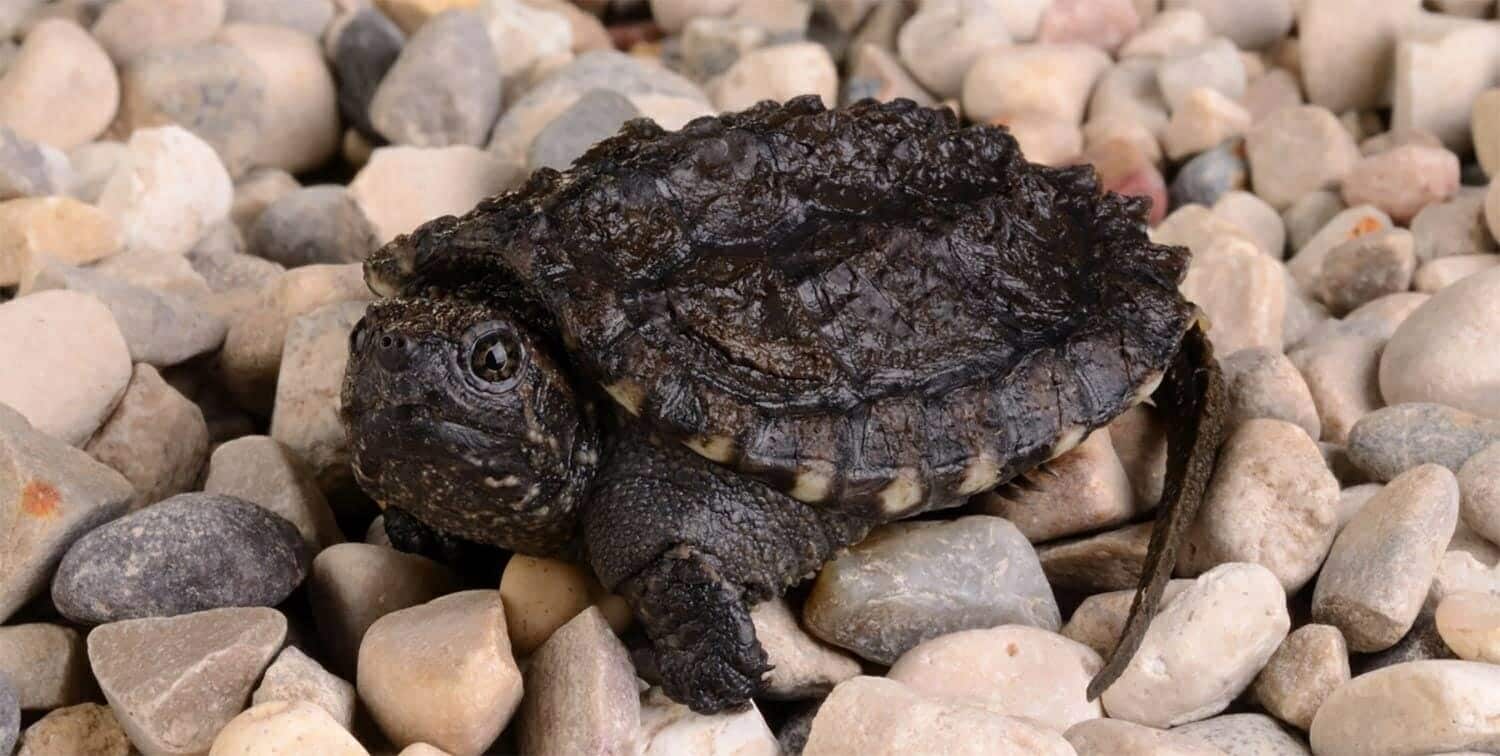 Snapping turtles for sale