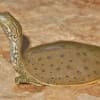 spiny softshell turtle for sale