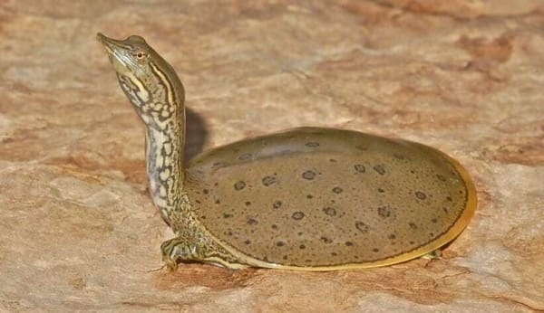 spiny softshell turtle for sale