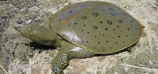 Spiny Softshell Turtle For Sale