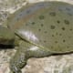 Spiny Softshell Turtle For Sale