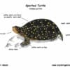 spotted turtles for sale