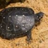 spotted turtle for sale online