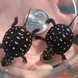 spotted turtle for sale