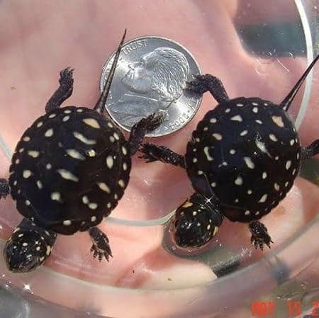 spotted turtle for sale