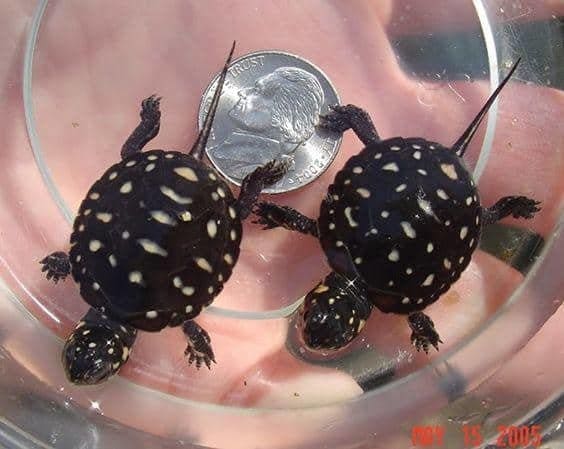 Spotted Turtle For Sale - Turtlestore.com