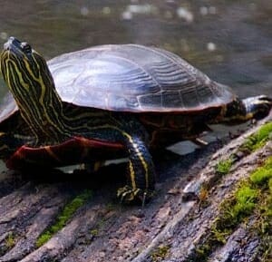 western painted turtle for sale