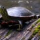 western painted turtle for sale