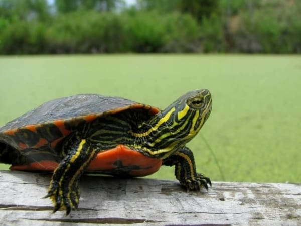 western painted turtles for sale