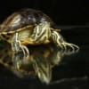 yellow bellied sliders for sale