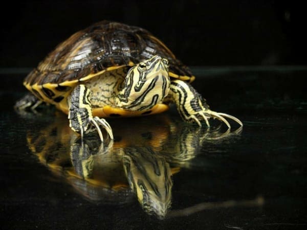 yellow bellied sliders for sale
