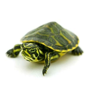 yellow bellied slider turtle for sale