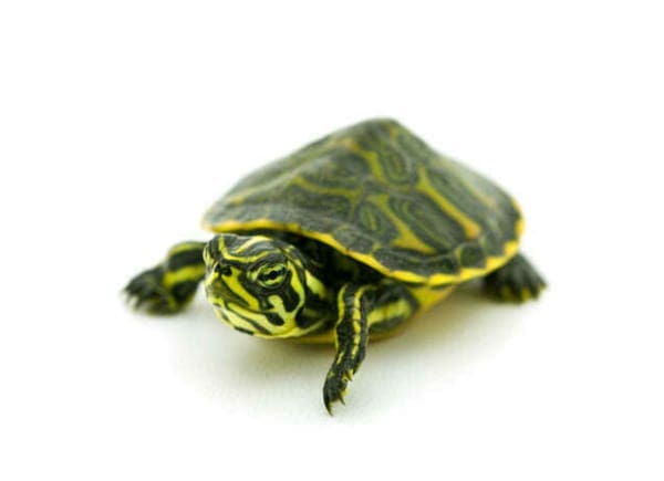 yellow bellied slider turtle for sale