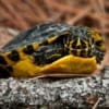 yellow bellied slider turtle for sale