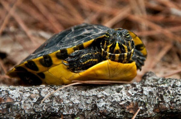 yellow bellied slider turtle for sale