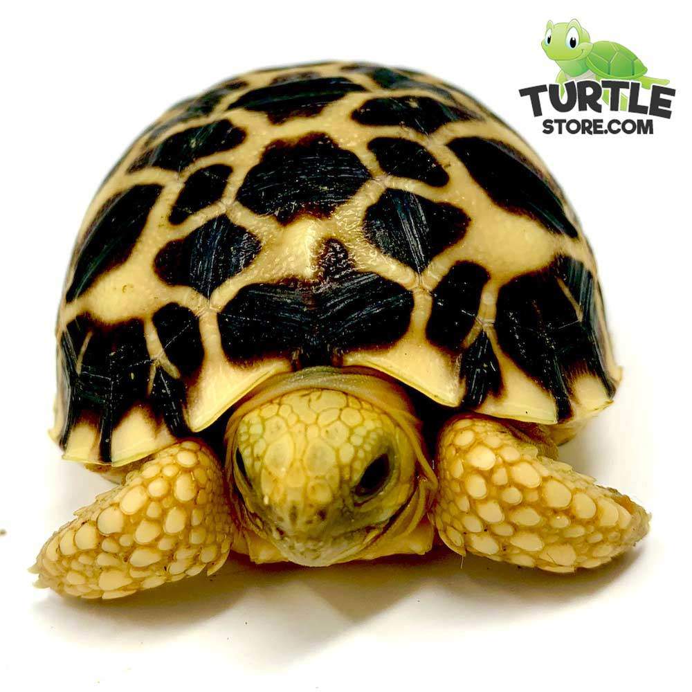 Burmese Star tortoise for sale