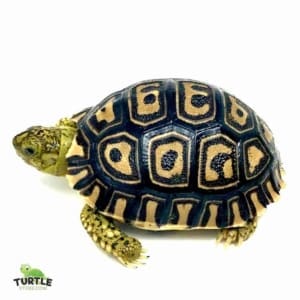 Giant South African leopard tortoise housing