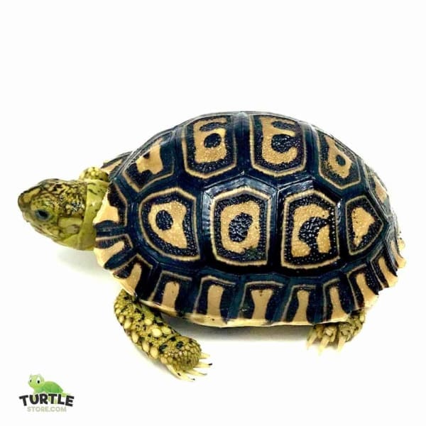 Giant South African leopard tortoise housing