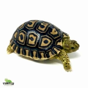 Giant leopard tortoise for sale