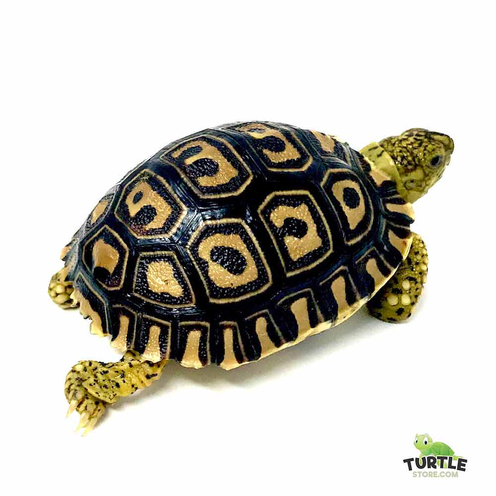 Giant South African Leopard Tortoise For Sale Baby Pardalis