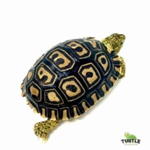 Giant South African tortoises for sale