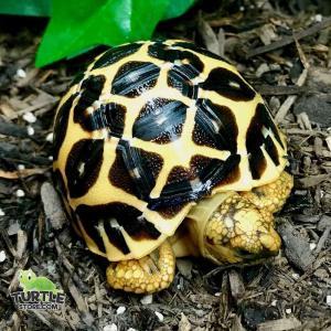 Indian Star tortoise