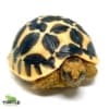 Sri Lankan star tortoise habitat