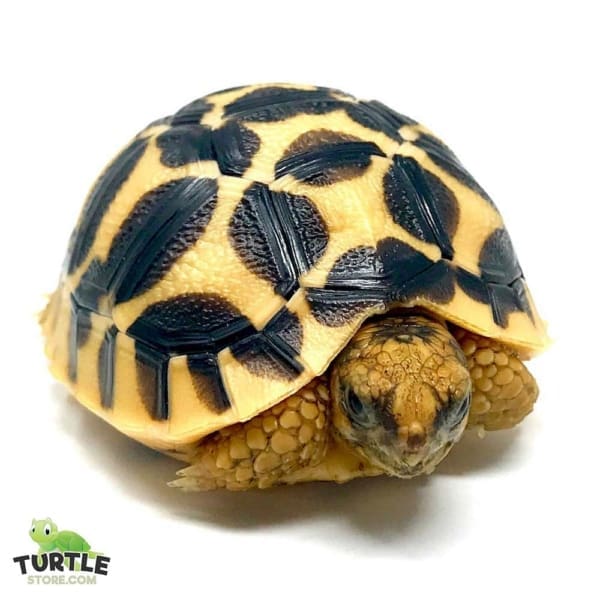 Sri Lankan star tortoise habitat