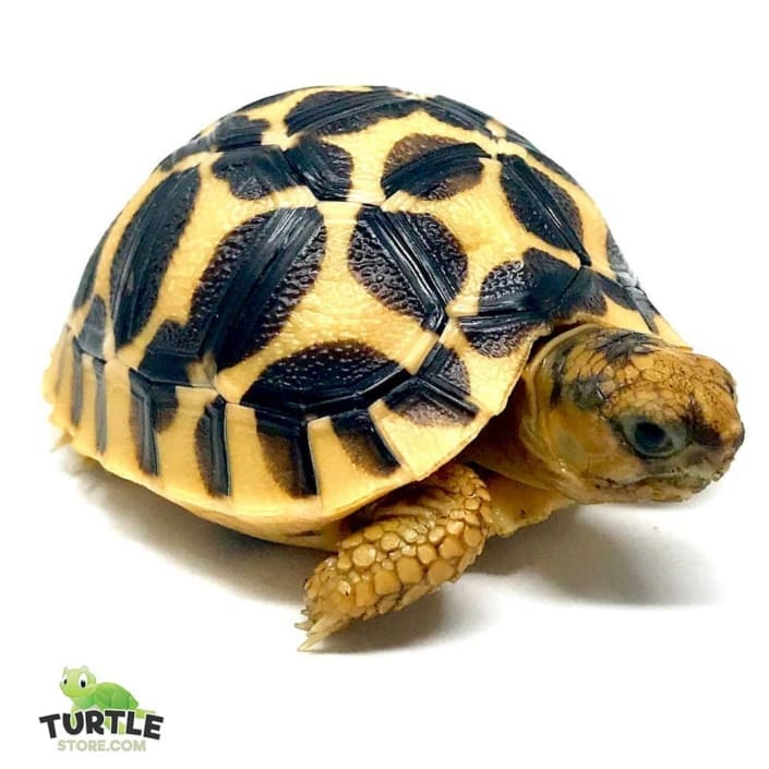 tortoises for sale online baby tortoise for sale near me