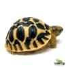 Star tortoise for sale
