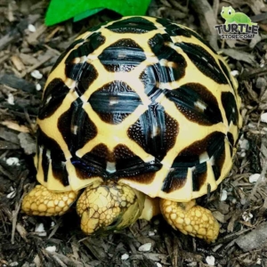 indian Star tortoise water