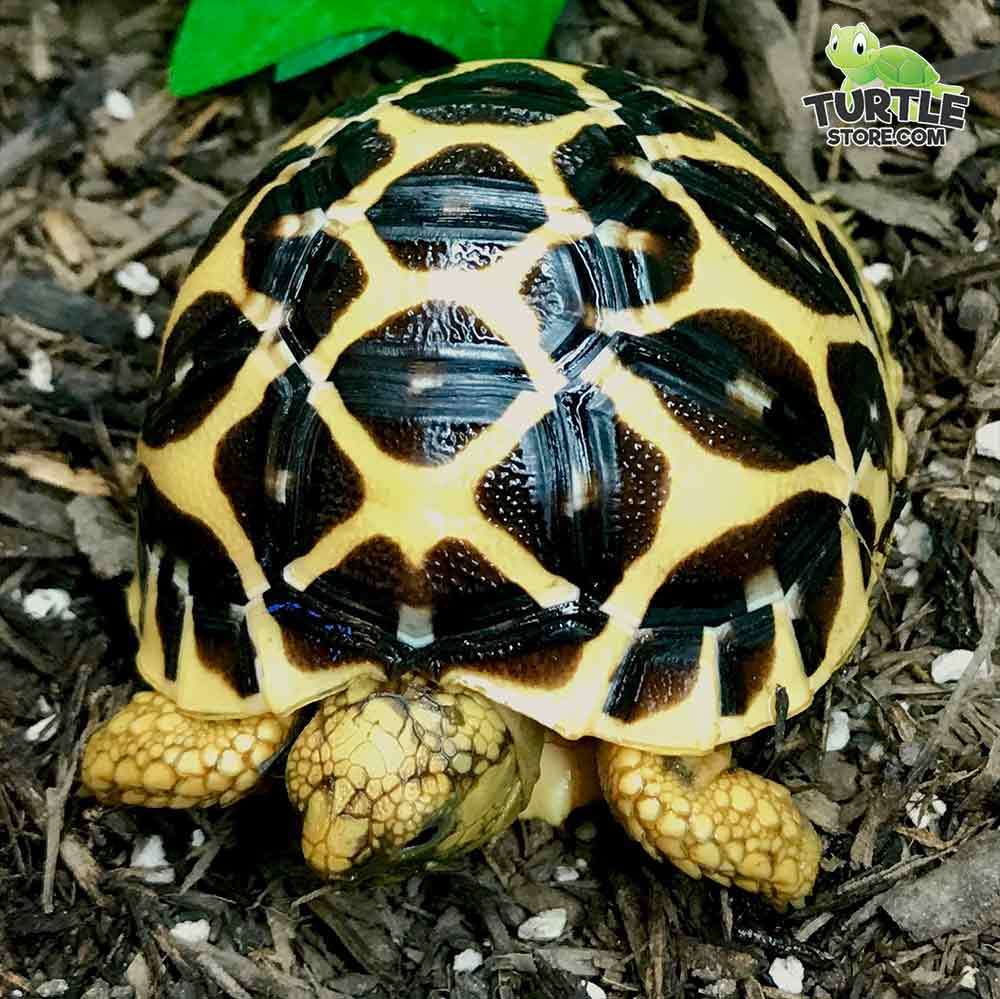 baby Indian Star tortoise