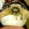 caotive bred leopard tortoise for sale