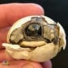 buy baby greek tortoise for sale