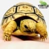 baby leopard tortoise