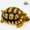 baby leopard tortoise for sale