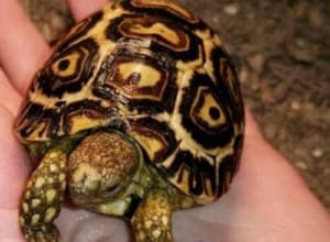 giant south african leopard tortoise for sale online