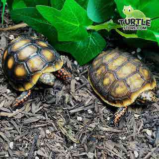 baby red foot tortoise