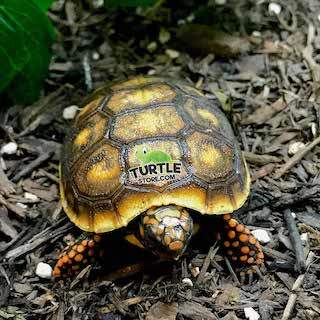 baby red footed tortoise