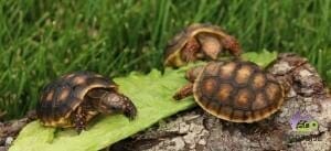 cherry head tortoise for sale online