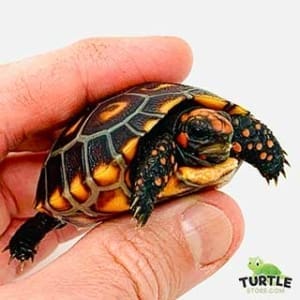 cherry head tortoise breeder